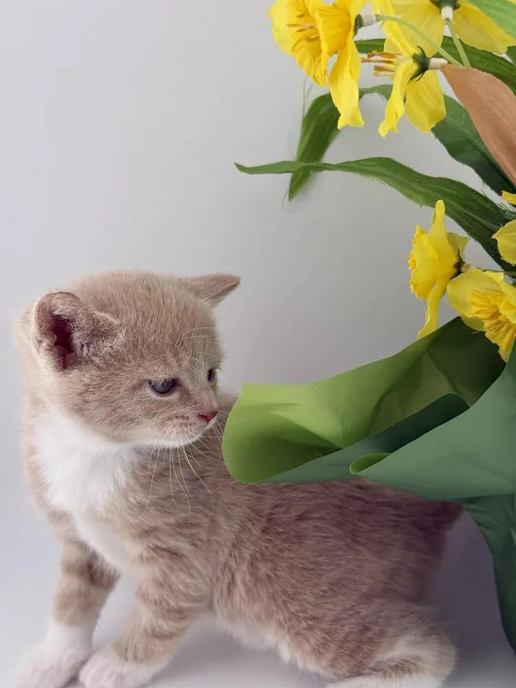 Daffodil thumbnail 4