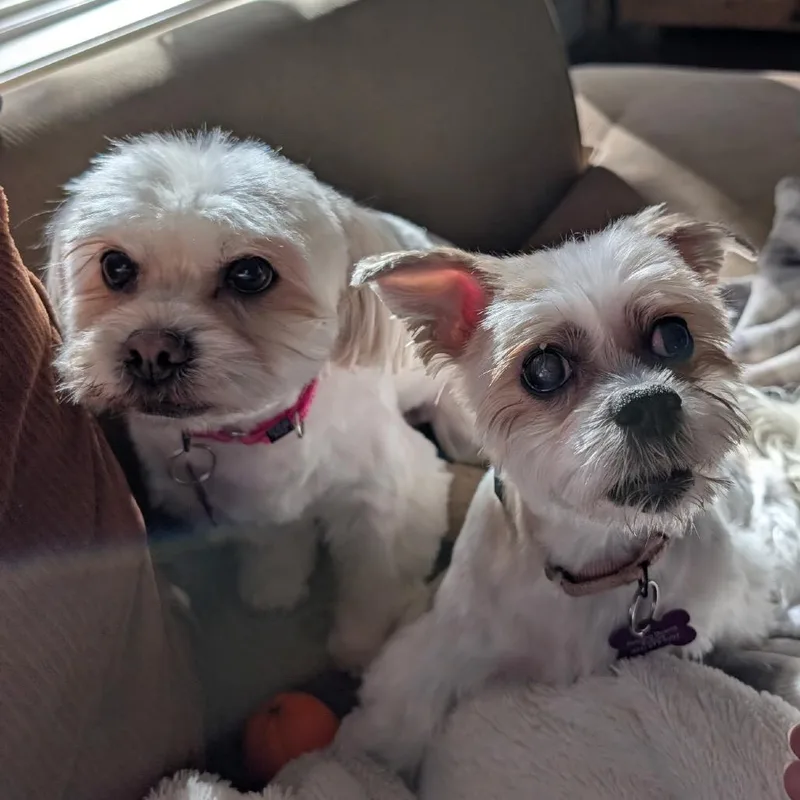 A senior small-sized female Maltese dog named Bella for adoption in Crystal, MN