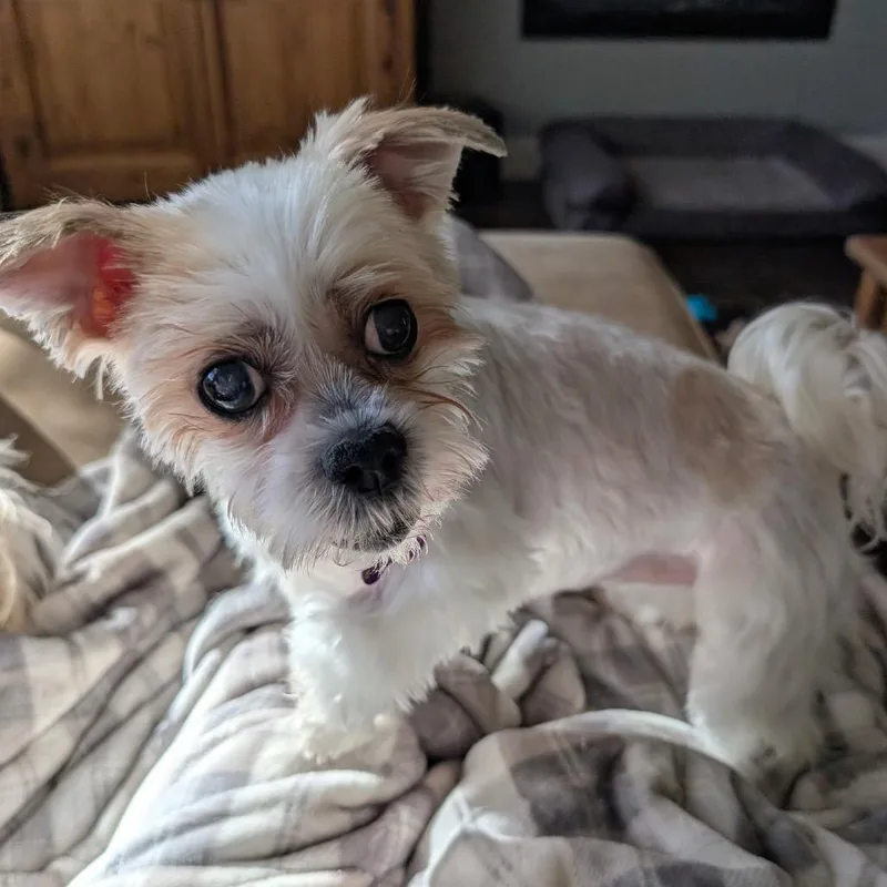 Bella thumbnail 2