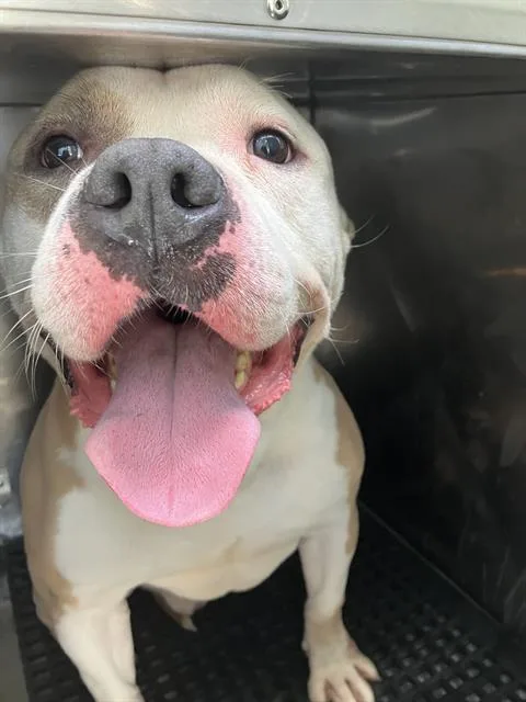 A young large-sized male Mixed Breed dog named Rawlins for adoption in Dallas, TX