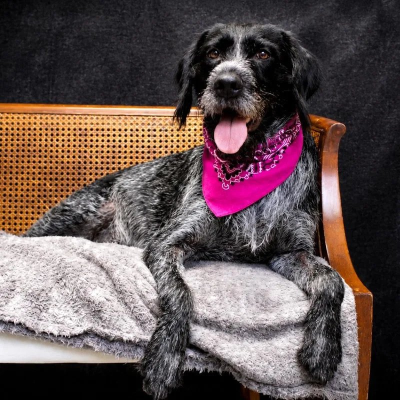 An adult large-sized female Black German Wirehaired Pointer dog named HoneyBee for adoption in Cheboygan, MI