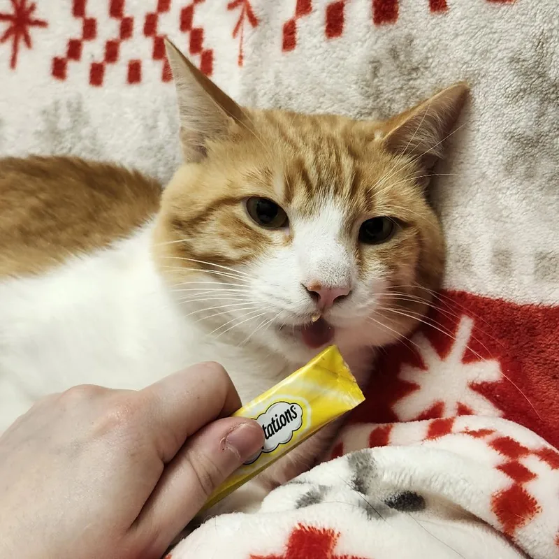 Simba thumbnail 3
