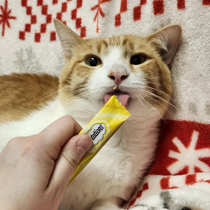 Simba thumbnail 4