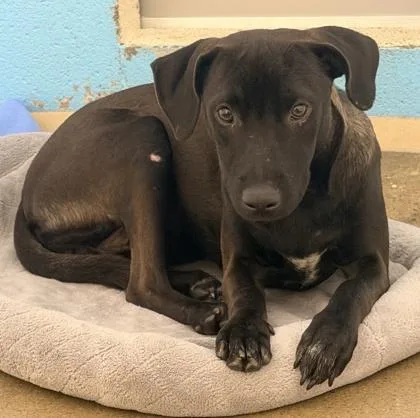 A young medium-sized male Mixed Breed dog named Chance for adoption in Cincinnati, OH