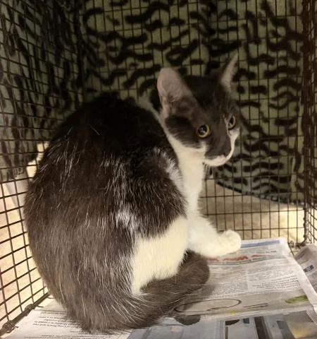 An adult medium-sized female Domestic Short Hair cat named A for adoption in San Pedro, CA
