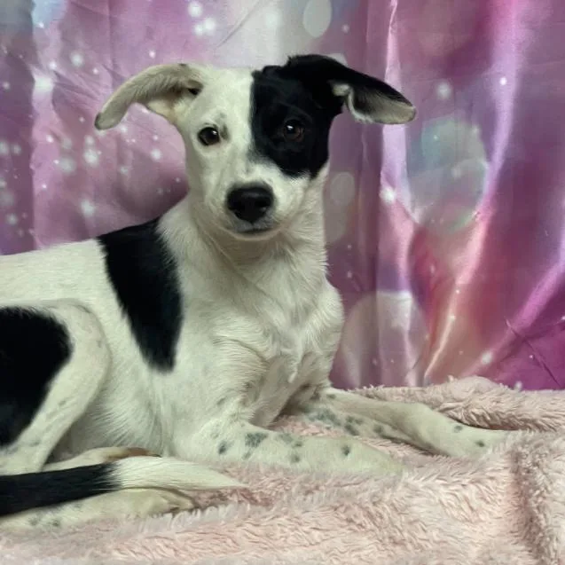 A young small-sized female White / Cream Border Collie dog named Sierra for adoption in Fort Collins, CO