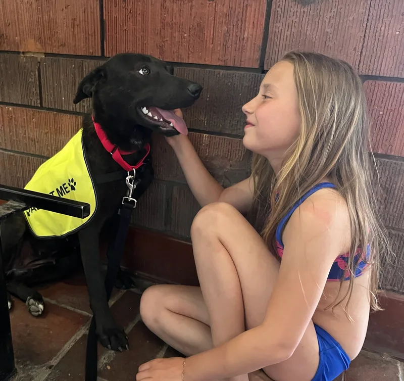 Black Lab Beauty And