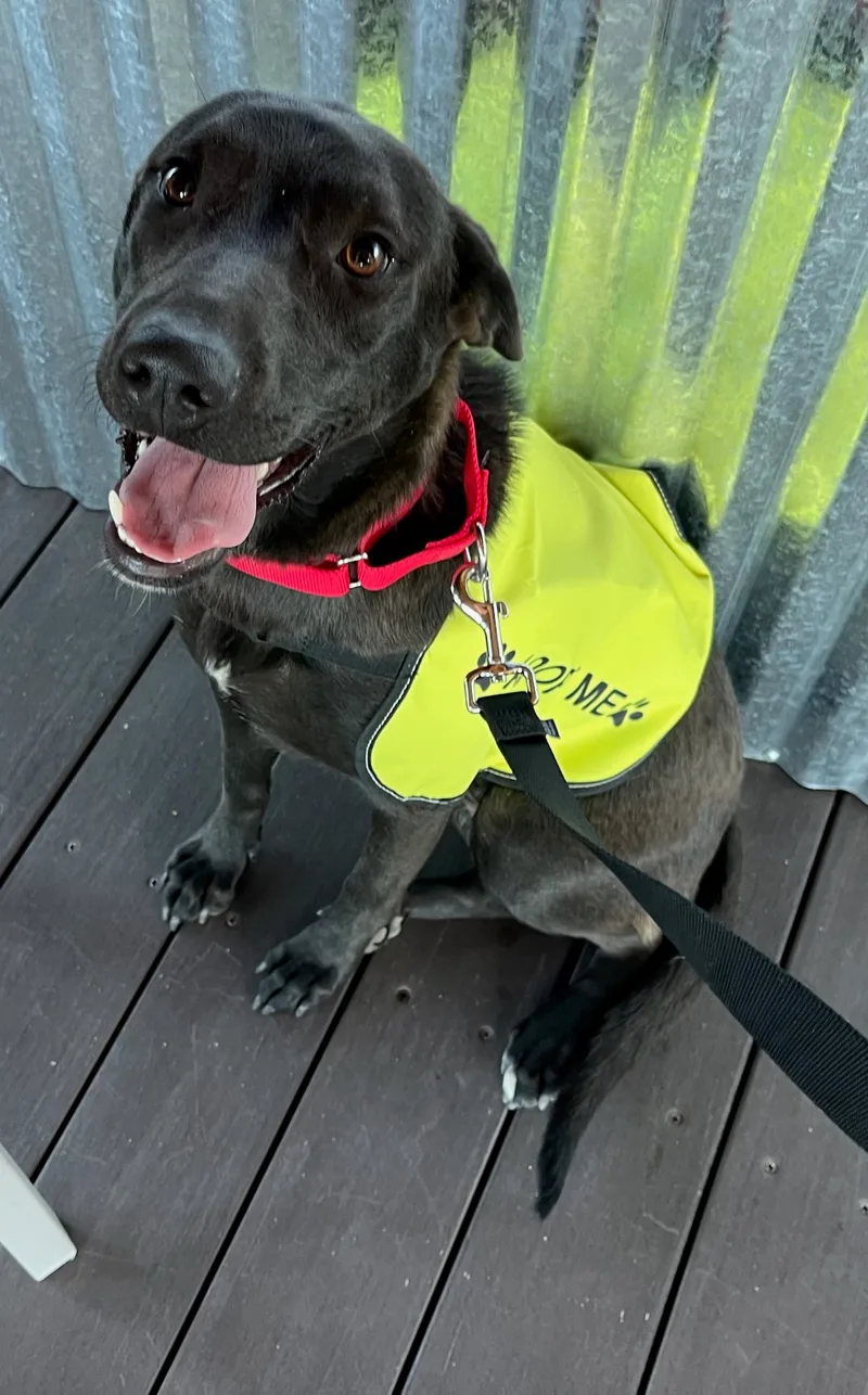 Black Lab Beauty And thumbnail 2