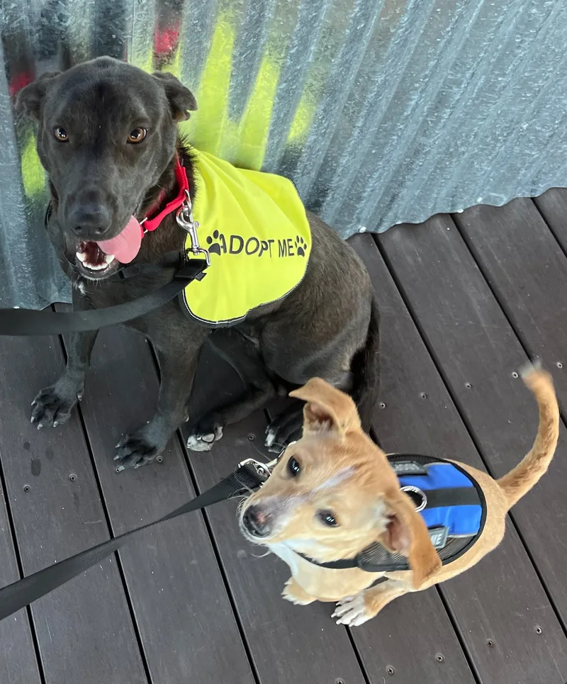 Black Lab Beauty And thumbnail 3