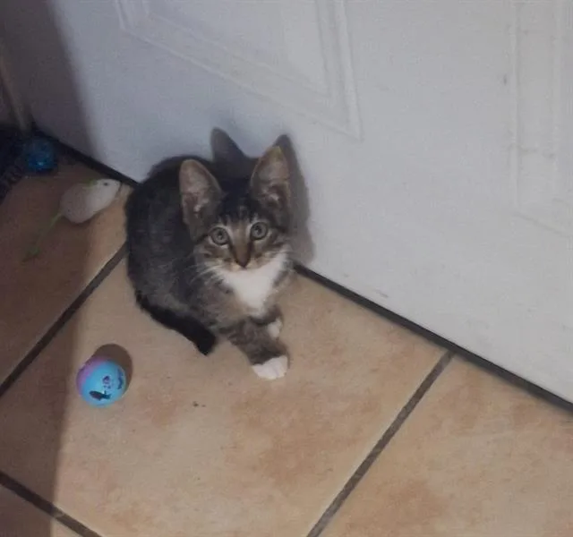 A baby small-sized male Domestic Short Hair cat named Flower for adoption in San Antonio, TX