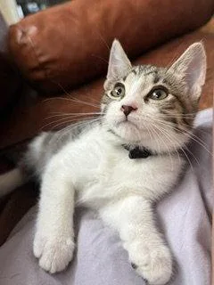 A baby medium-sized female Domestic Short Hair cat named Black for adoption in Woodland, CA