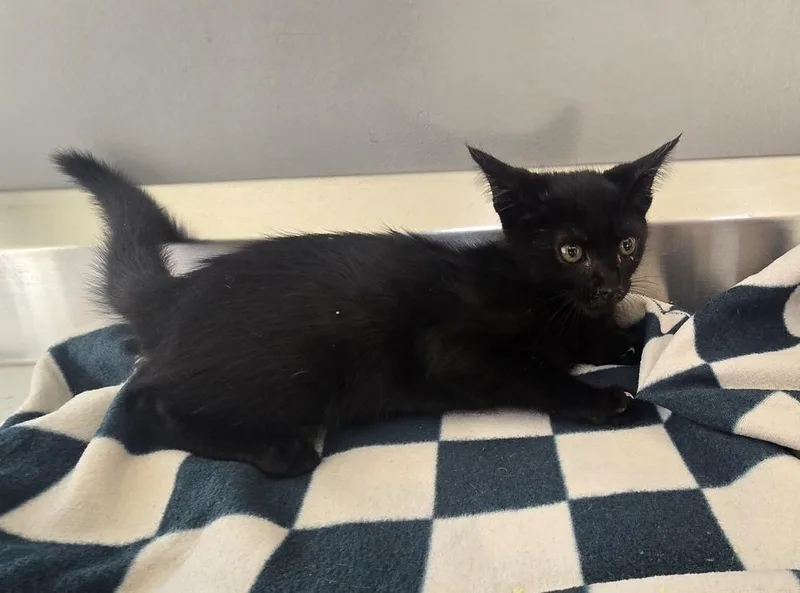 A baby small-sized male Black Domestic Short Hair cat named Mel for adoption in Dickson, TN