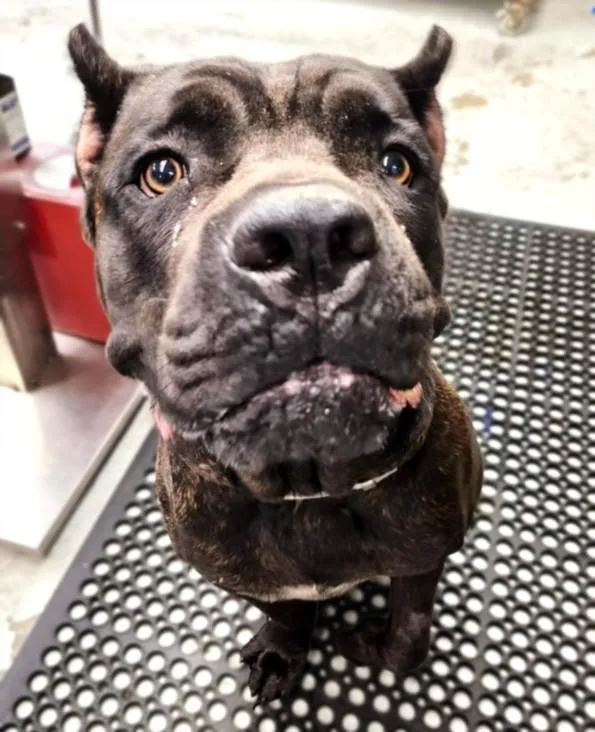 A young large-sized male Cane Corso dog named Silas for adoption in Houston, TX