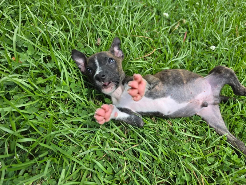 A young medium-sized male American Staffordshire Terrier dog named Whitaker for adoption in Mount Pleasant, SC