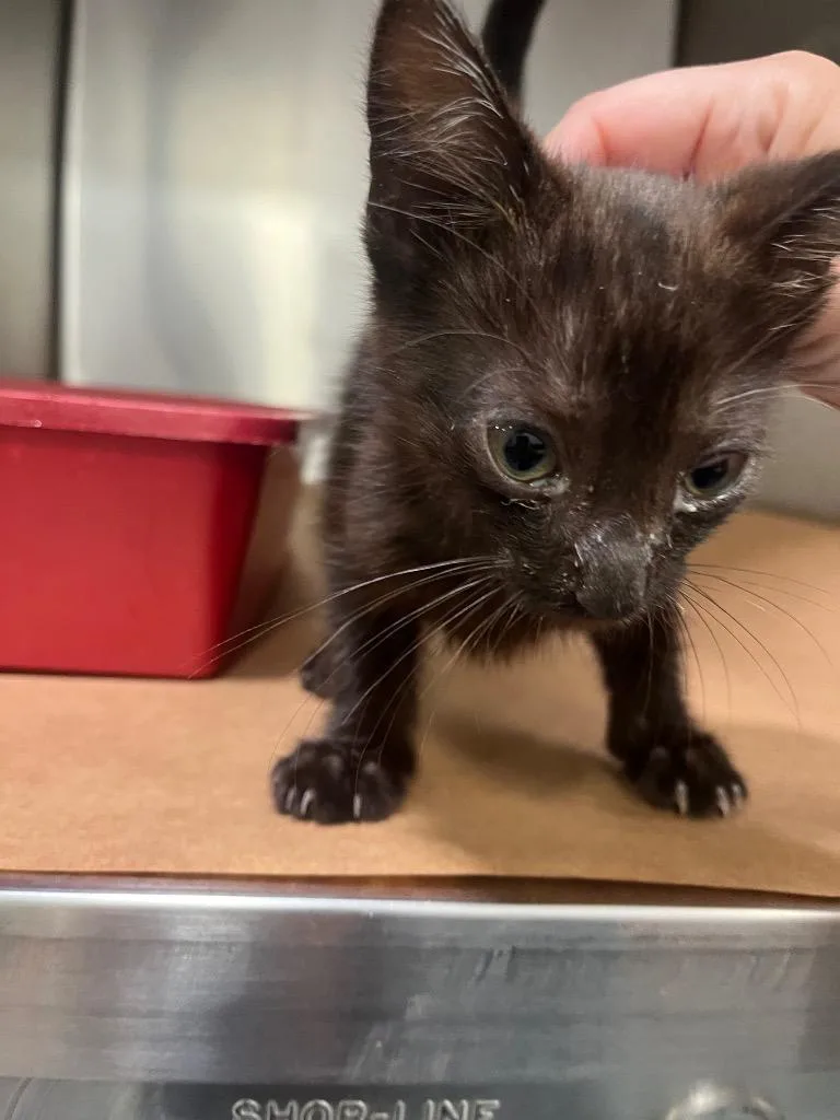 A baby large-sized male Domestic Short Hair cat named Ozzy for adoption in Cartersville , GA