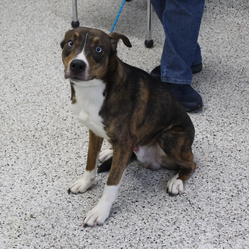 An adult medium-sized male Hound dog named Travis for adoption in Heath, OH