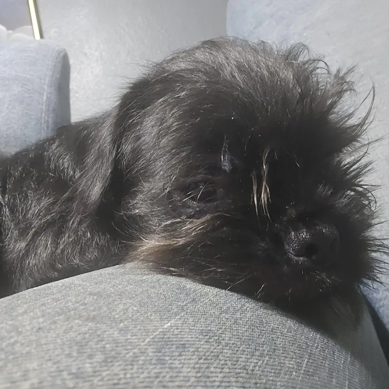 Mr. Bridgerton thumbnail 2