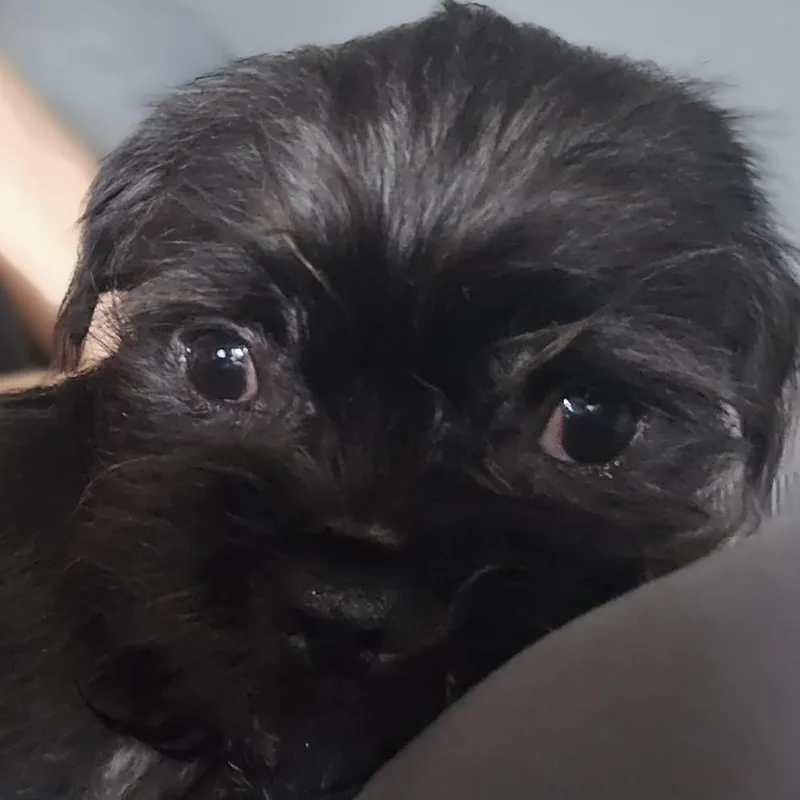 Mr. Bridgerton thumbnail 3