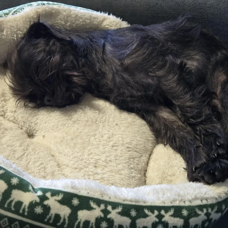 Mr. Bridgerton thumbnail 4