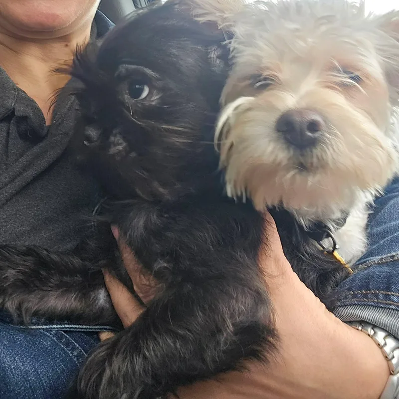 Mr. Bridgerton thumbnail 5