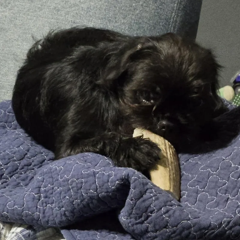 Mr. Bridgerton thumbnail 6