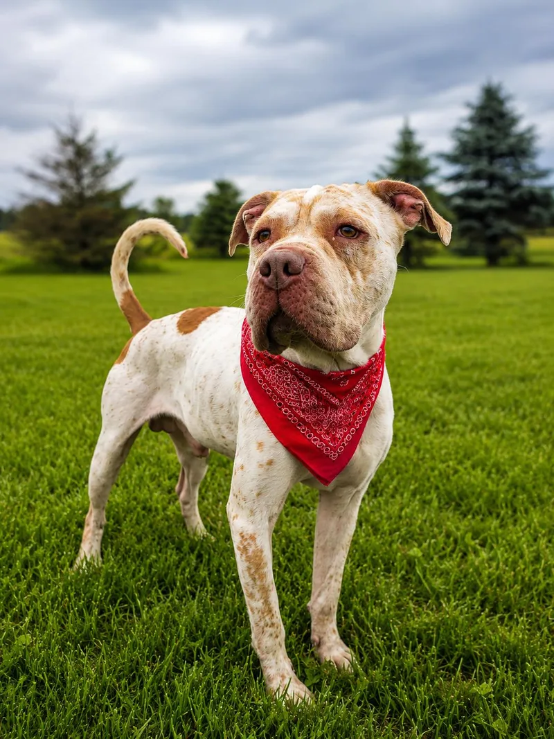An adult large-sized male Apricot / Beige Shar-Pei dog named Bruce Lee for adoption in Wooster, OH