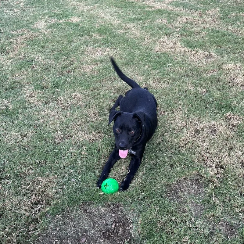 A young medium-sized male Black Mixed Breed dog named Johnald for adoption in Tulsa, OK