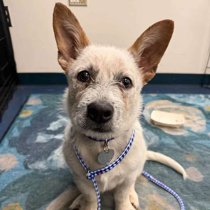 A baby small-sized male White / Cream Cattle Dog dog named Scampers for adoption in Los Angeles, CA