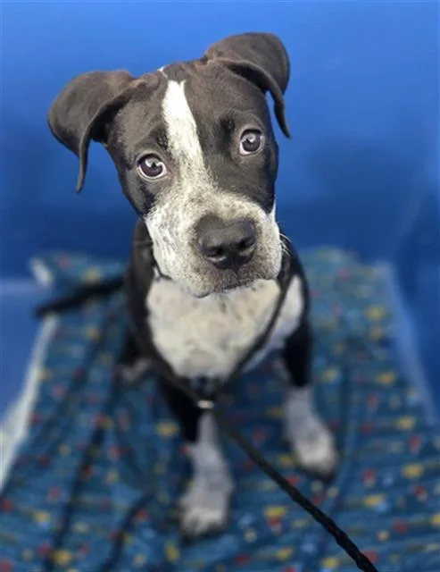 A baby large-sized male Mixed Breed dog named Dice for adoption in Dallas, TX