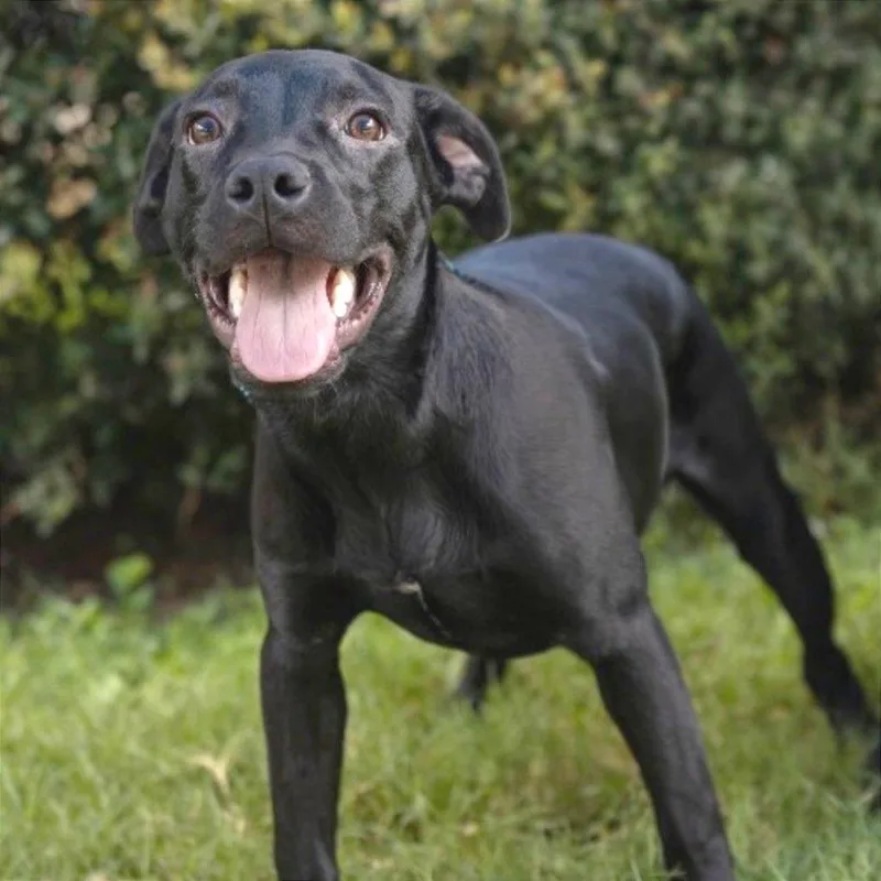 A baby medium-sized female Black Labrador Retriever dog named Sapphire for adoption in Brownsboro, AL