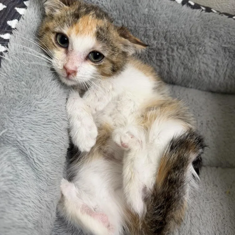 A baby medium-sized female Dilute Calico cat named Hamilton for adoption in Pasco, WA