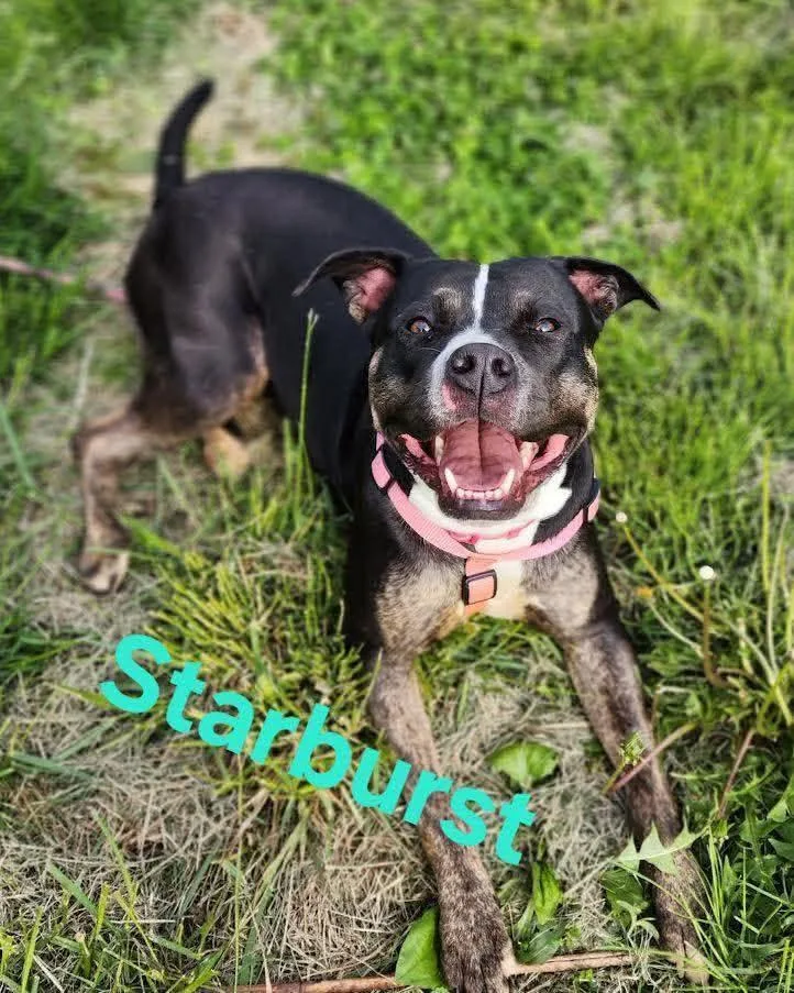 A baby medium-sized female Terrier dog named Starburst for adoption in Washington , PA