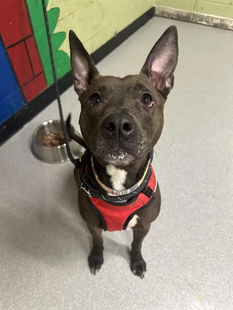 An adult large-sized female Pit Bull Terrier dog named Tiny for adoption in Indianapolis, IN