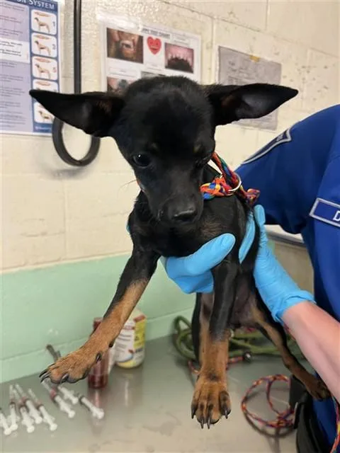 A young small-sized female Miniature Pinscher dog named Delulu for adoption in Sacramento, CA