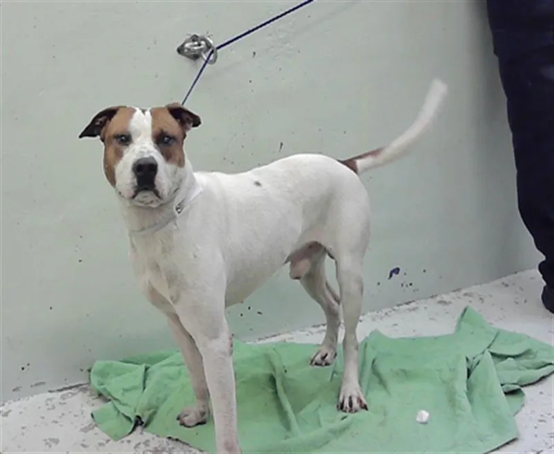 An adult large-sized male Staffordshire Bull Terrier dog named Dino for adoption in Houston, TX