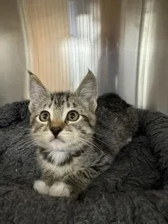 A young small-sized female Domestic Short Hair cat named Marianne for adoption in Roseville, CA