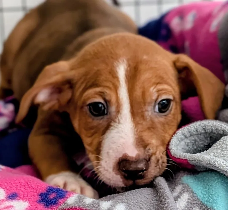 A baby small-sized female Mixed Breed dog named Clara for adoption in St. Augustine, FL