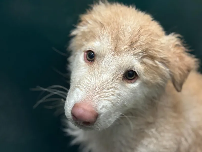 A baby small-sized male Great Pyrenees dog named Tyrion for adoption in Houston, TX