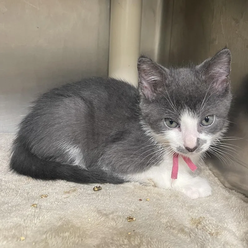 A baby small-sized male Gray / Blue / Silver Domestic Short Hair cat named Dr. Rick for adoption in Mentor, OH