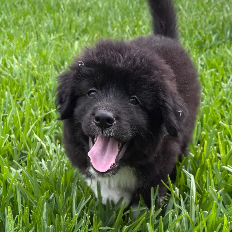 A baby small-sized male Black Great Pyrenees dog named Bravo for adoption in Houston, TX