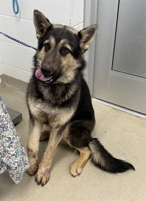 A young large-sized male German Shepherd Dog dog named Titan for adoption in Haw River, NC