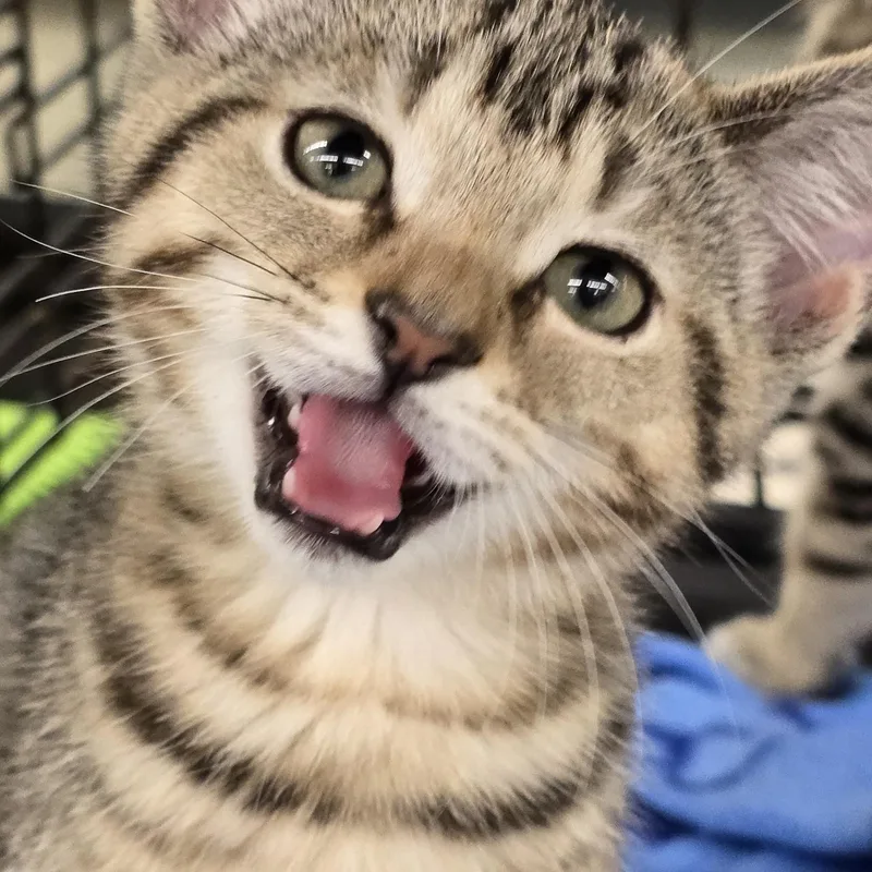 A baby medium-sized male Tabby (Gray / Blue / Silver) Domestic Short Hair cat named Jashveer ORT for adoption in Missouri City, TX