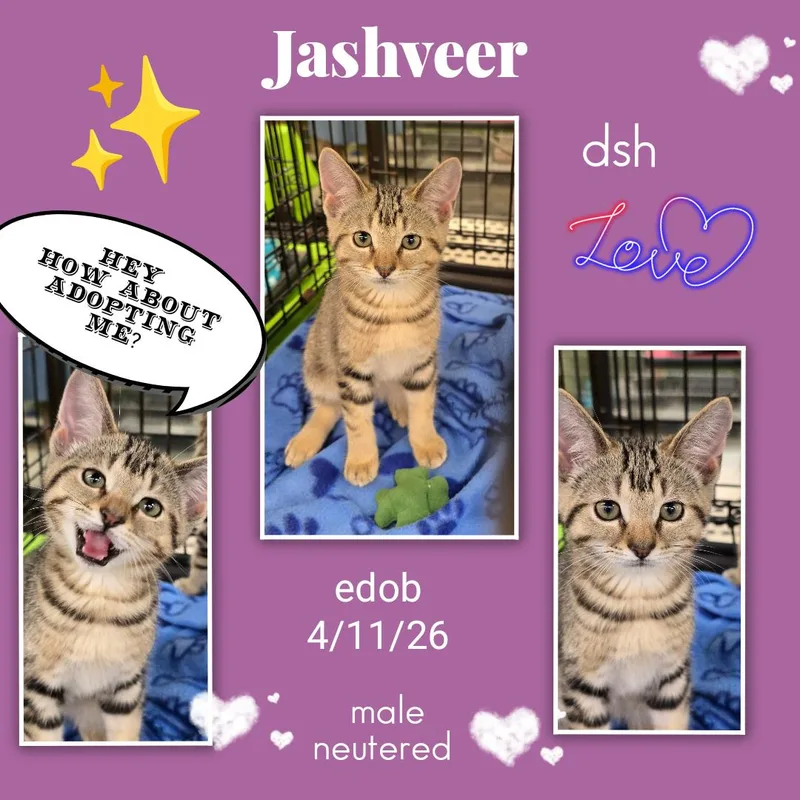 Jashveer ORT thumbnail 4