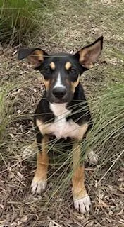 A young large-sized female German Shepherd Dog dog named Dippy for adoption in Pearland, TX