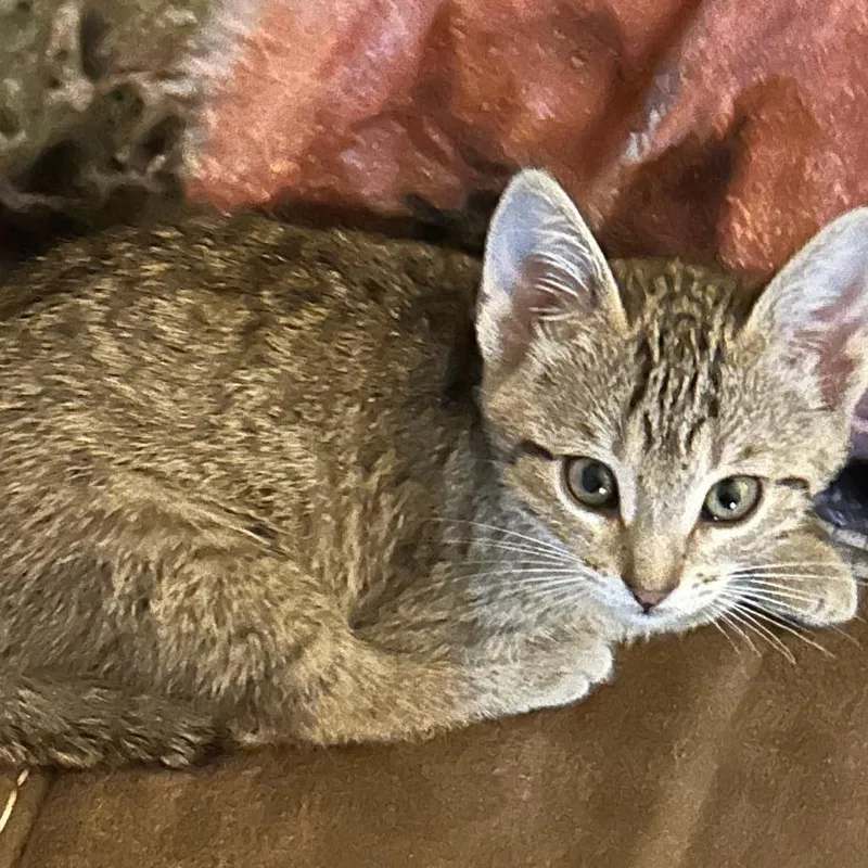 A baby small-sized male Brown / Chocolate Domestic Short Hair cat named Sonic for adoption in Webster, TX