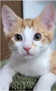 A baby small-sized male Domestic Short Hair cat named Adonis for adoption in Beacon, NY