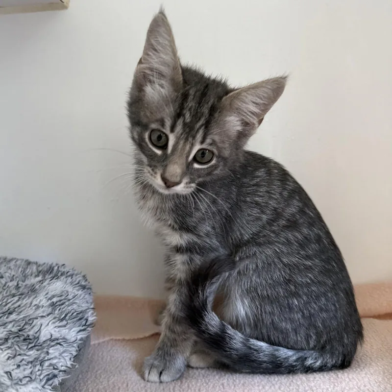 A baby small-sized male Domestic Short Hair cat named Kevin for adoption in Oakland, CA