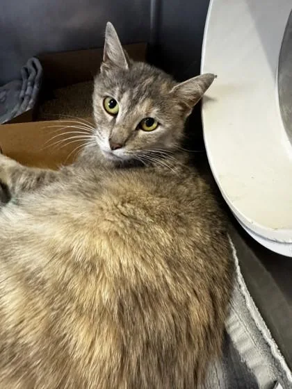 An adult small-sized female Domestic Short Hair cat named Aurelia for adoption in Roseville, CA