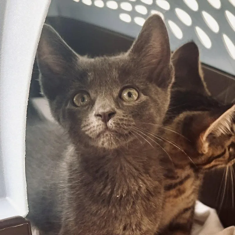 A baby medium-sized male Gray / Blue / Silver Domestic Short Hair cat named Whopper for adoption in Candler, NC