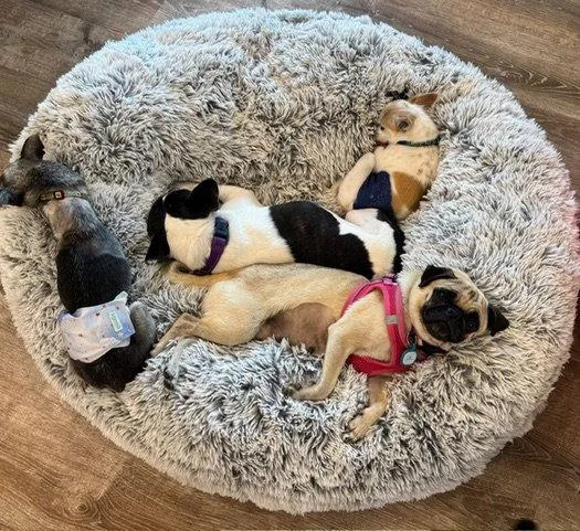 A young small-sized female Pug dog named Kora Belle for adoption in Alpharetta, GA
